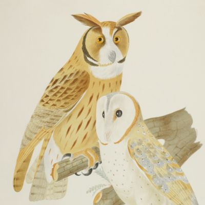 image for Ornithologie brésilienne. Ou histoire des oiseaux du Brésil, remarquables par leur plumage, leur chant ou leurs habitudes. Plate 5. <em>Otus clamator</em>, <em>Strix perlata</em>, and <em>Strix pumila</em>. [Striped owl, pearl-spotted owlet, and pygmy owl].