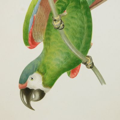 image for Ornithologie brésilienne. Ou histoire des oiseaux du Brésil, remarquables par leur plumage, leur chant ou leurs habitudes. A pair of magnificent parrot plates. Plates 6 and 7. <em>Ara ararauna</em>, and <em>Ara severus</em> [Blue-and-yellow macaw, chestnut-fronted macaw], and <em>Ara aracanga,</em> and <em>Ara cryssosema</em> [Scarlet macaw and colour variety].