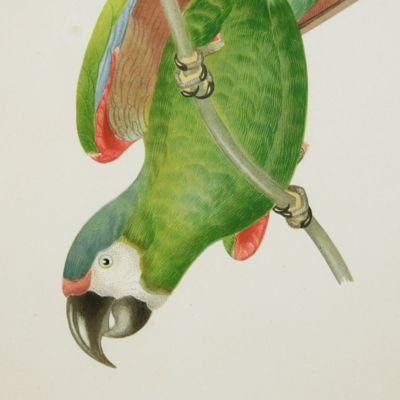 Ornithologie brésilienne. Ou histoire des oiseaux du Brésil, remarquables par leur plumage, leur chant ou leurs habitudes. A pair of magnificent parrot plates. Plates 6 and 7. <em>Ara ararauna</em>, and <em>Ara severus</em> [Blue-and-yellow macaw, chestnut-fronted macaw], and <em>Ara aracanga,</em> and <em>Ara cryssosema</em> [Scarlet macaw and colour variety].