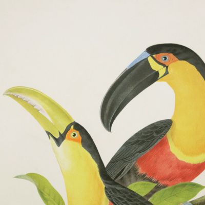 image for Ornithologie brésilienne. Ou histoire des oiseaux du Brésil, remarquables par leur plumage, leur chant ou leurs habitudes. A pair of magnificent toucan plates. Plates 12 and 14. <em>Ramphastos ariel</em> and <em>Ramphastos dicolorus</em>, and <em>Pteroglossus aracari </em>and <em>Pteroglossus ulocomus</em>. [Ariel toucan and green-billed toucan; and black-necked aracari and curl-crested aracari].