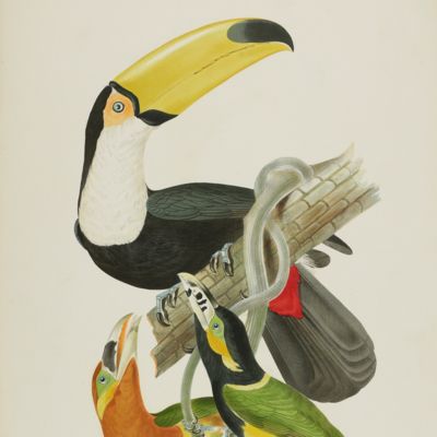 Ornithologie brésilienne. Ou histoire des oiseaux du Brésil, remarquables par leur plumage, leur chant ou leurs habitudes. A magnificent toucan plate. Plate 13. <em>Ramphastos toco</em> and <em>Pteroglossus piperivorus</em> [Toco or giant toucan and Guyana toucannet].