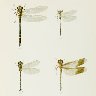 Collections Zoologiques du Baron Edm. de Selys Longchamps. Catalogue systématique et descriptif. Aeschnines. [Fasc. XVIII-XX]. [Complete].