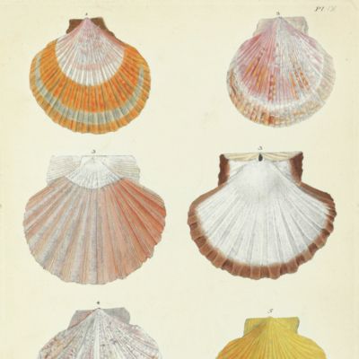 Historia naturalis testaceorum Britanniae, or, the British conchology; containing the descriptions and other particulars of natural history of the shells of Great Britain and Ireland: illustrated with figures. In English and French.