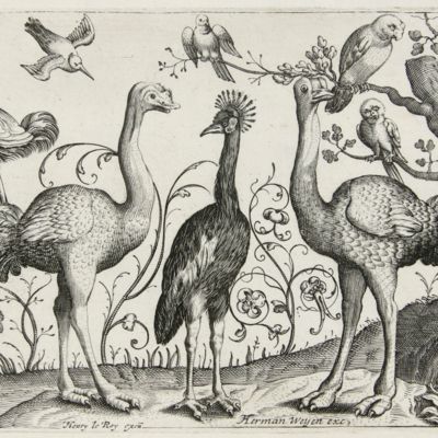image for La volière des oiseaux.