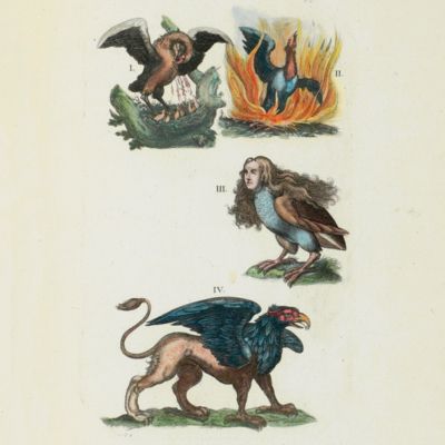 image for Collection d'oiseaux les plus rares, gravés et dessinés d'après nature, pour servir d'intelligence a l'histoire naturelle et raisonnée des differens oiseaux qui habite le globe. Contenant leurs noms en différentes langues d'Europe, leurs descriptions, les couleurs de leurs plumages, leurs dimensions, le temps de leur ponte, la structure de leurs nids, la grosseur de leurs oeufs, leurs charactère, & enfin tous les usages pour lesquels on peut les employer, tant pour la médecine que pour l'économie domestique. Traduite du Latin de Jonston, considérablement augmentée, & mise à la portée d'un chacun. De laquelle on a fait précéder l'histoire particulière des oiseaux de la Ménagerie du Roi, peints d'après nature par le celébre Robert, & gravés par lui-même. Le tout orné de quatre-vingt-cinq planches; qui renferment près de neuf cens especes différentes & divisé en trois parties, dont la premiere traite des oiseaux de la Ménagerie Royale, la seconde & la troisieme, sont l'ouvrage & les planches même Jonston, dont le mérite est très-connu. Pour servir du suite à l'Histoire des Insectes & Plantes de Madamoiselle de Merian.