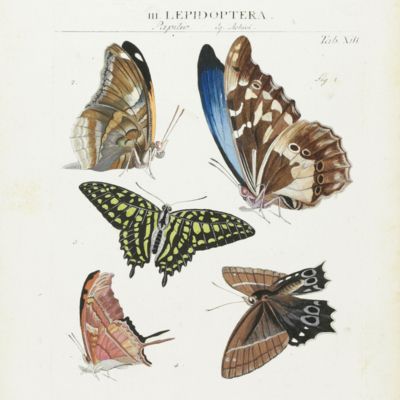 Genera insectorum Linnaei et Fabricii iconibus illustrata. [Plates].