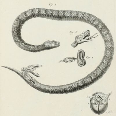 [Encyclopédie ou dictionnaire raissoné des sciences, des arts et des métiers, par une société de gens de lettres. Mis en ordre et publié par M***]. Recueil des planches, sur les sciences et les arts méchaniques. Avec leur explication. Histoire naturelle. Regnes animal, végétal et minéral. [Herpetology and mammals].