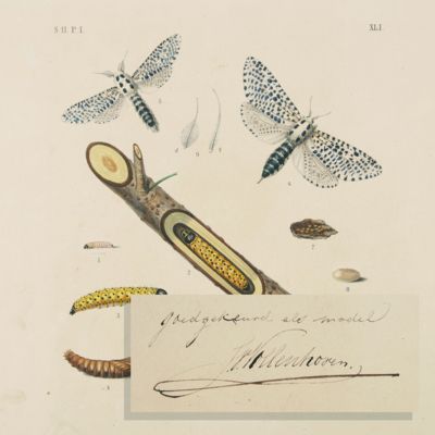 Proof prints from: Nederlandsche insecten, naar hunne aanmerkelijke huishouding, verwonderlijke gedaantewisseling en andere wetenswaardige bijzonderheden, beschreven en afgebeeld door Jan Christiaan Sepp. Tweede Serie. Eerste - Tweede deel.