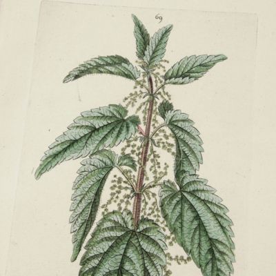 Botanica Pharmaceutica exhibens plantas officinalis quarum nomina indispensatoris recentur, cum Iconibus… Plate 69. <em>Urtica dioica</em>. [Nettle].<em></em>