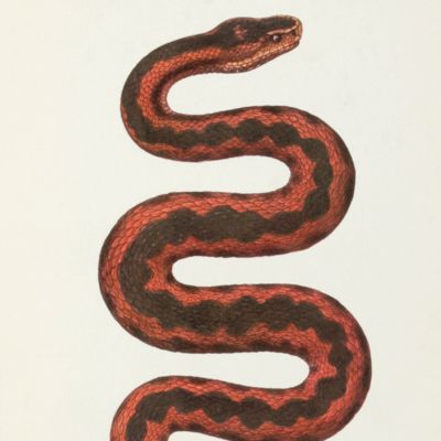 image for Presmykaiushchisi i zemnovodnyia Kavkaza (Herpetologia caucasica).