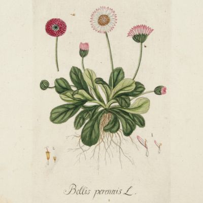 Botanica Pharmaceutica exhibens plantas officinalis quarum nomina indispensatoris recentur, cum Iconibus… Plate 22. <em>Bellis perennis</em> L. [Daisy].<em></em>