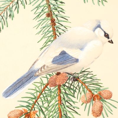 image for Mésange azurée, <em>Cyanistes cyanus</em>. [Original watercolour].