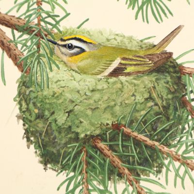 Roitelet à triple bandeau, <em>Regulus ignicapilla.</em> [Original watercolour].