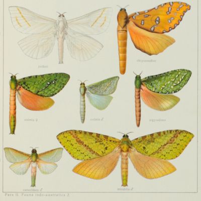 image for The Macrolepidoptera of the World. Division II: Fauna Exotica. Volume X. The Indo-Australian Bombyces and Sphinges.