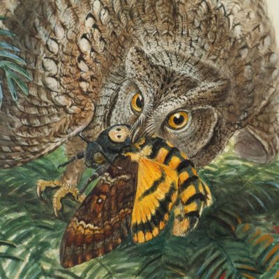 <em>Scops zorcaScops Eared Owl. Original watercolour by John Gould.</em>