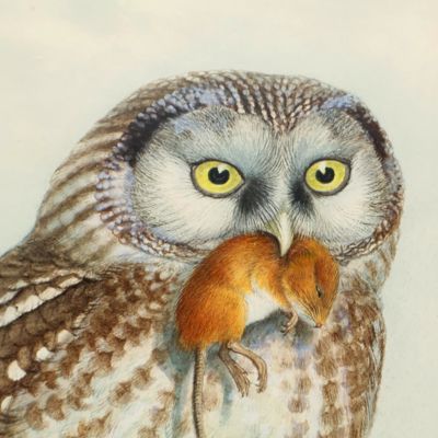 <em>Nyctale tengmalmi Boreal Owl. Original watercolour by John Gould.</em>