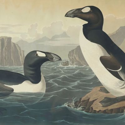 Great Auk. [Original hand-coloured print for <em>The Birds of America</em>].