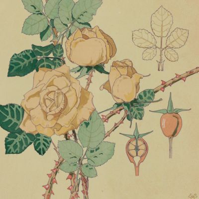 Les Fleurs et Leurs Applications Decoratives. Plate 4.