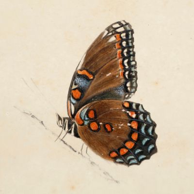 The red-spotted purple [Two original butterfly drawings].
