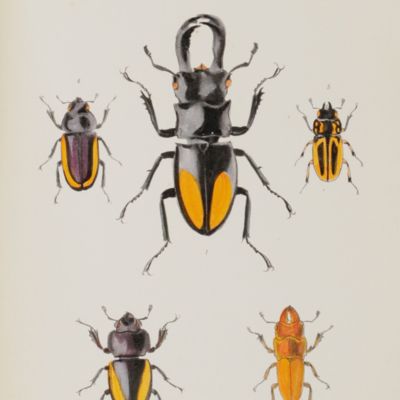 A Catalogue of Lucanoid Coleoptera; with illustrations and descriptions of various new and interesting species.