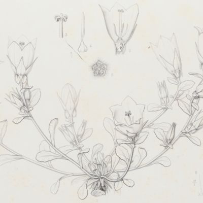 Lydie, Lycie, Carie. 1842, 1883, 1887. Études botaniques revues.