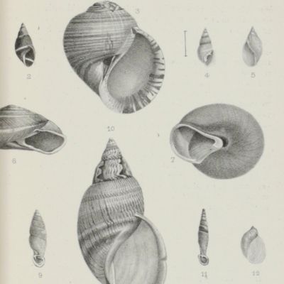 image for A collection of rare offprints on continental molluscs.