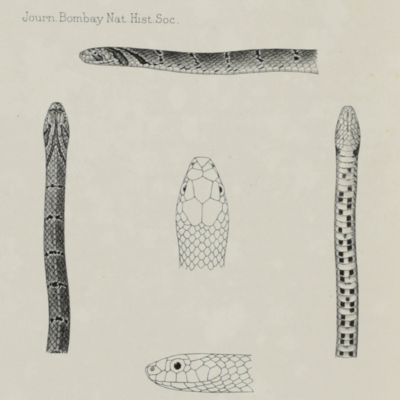 Notes on snakes collected in Upper Assam. Part I, [AND] Part II. With a Plate. [Complete]. [AND] A new snake from Assam, <em>Oligodon erythrorhachis</em> (with a plate).