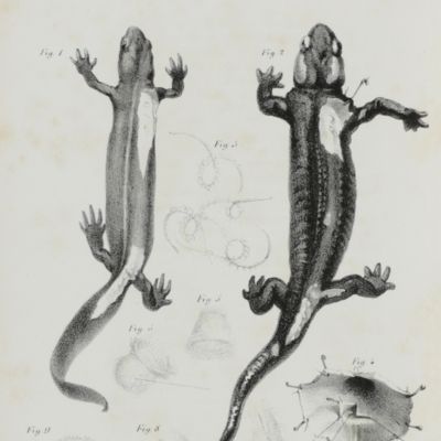 Annotazioni zootomico-fisiologiche sopra i rettili.