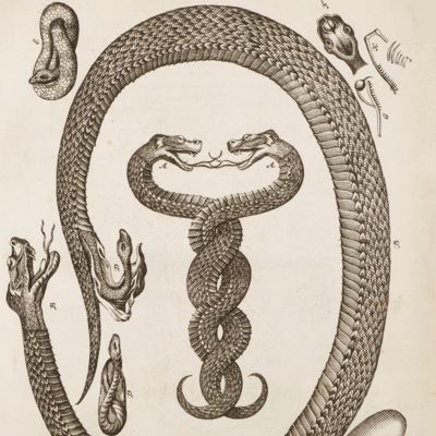 image for Disputatio Medica Inauguralis de Vipera.