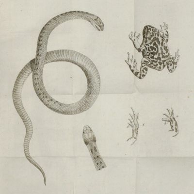 Coluber ferruginosus: en aldeles ny Hugg-Orm, funnen i Södermanland och beskrifven. [AND] En grönflåckad Groda, funnen i Carlscrona och beskrifven.