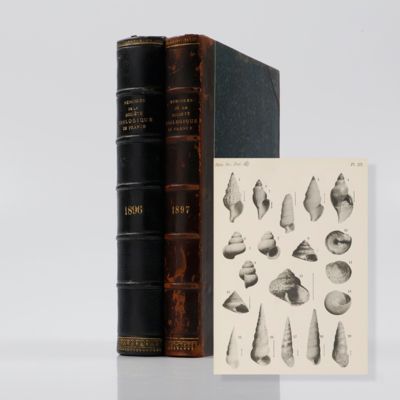 Campagnes scientifiques de S. A. le Prince Albert 1er de Monaco. Dragages effectués par l'Hirondelle et par la Princesse-Alice, 1888-1895 [AND] 1888-1896 [AND] Mollusques appartenant a la famille des Scalidae et au genre <em>Mathildia</em>.