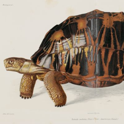 image for Histoire physique, naturelle et politique de Madagascar publiée par Alfred et Guillaume Grandidier. Volume XVII. Histoire naturelle des reptiles. Première partie: crocodiles et tortues.