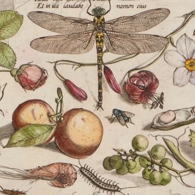 Archetypa studiaque patris Georgii Hoefnagelii Iacobus F. genio duce ab ipso scalpta, omnibus philomusis amica D: ac perbenique communicat. I. Chr. Weigel excudit. Plate 2.3.