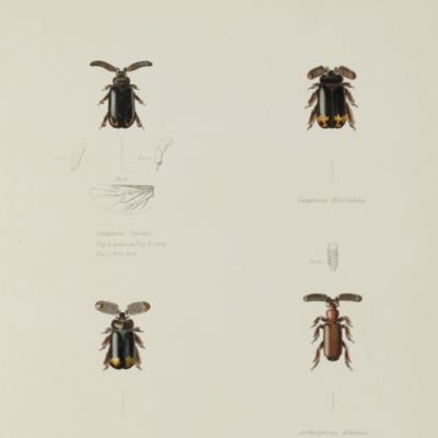 Illustrations of the Annulosa of South Africa; being a portion of the objects of natural history chiefly collected during an expedition into the interior of South Africa, under the direction of Dr. Andrew Smith, in the years 1834, 1835, and 1836; fitted out by "The Cape of Good Hope Association for Exploring Central Africa".