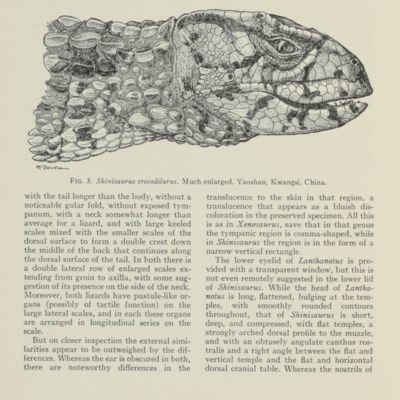 The systematic position of <em>Lanthanotus</em> and the affinities of the anguinomorphan lizards.