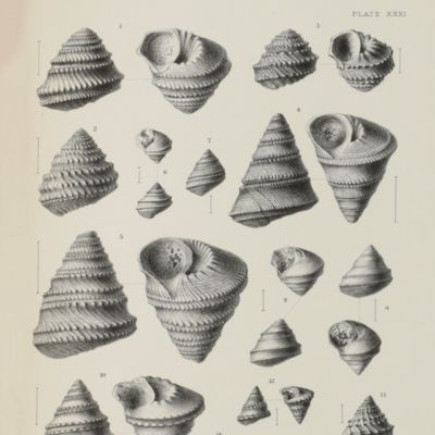A monograph of the British Jurassic Gasteropoda. Gasteropoda of the Inferior Oolite. Parts 1-9. [Complete].