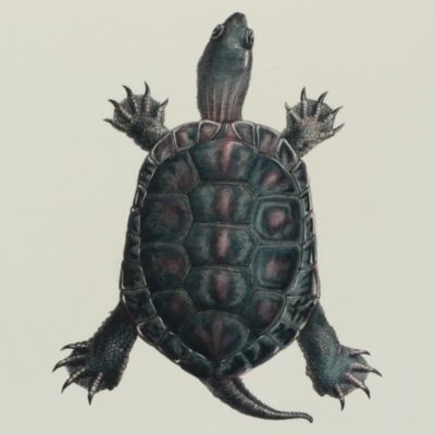 Observations sur les tortues terrestres et paladines du bassin de la Méditerranée.