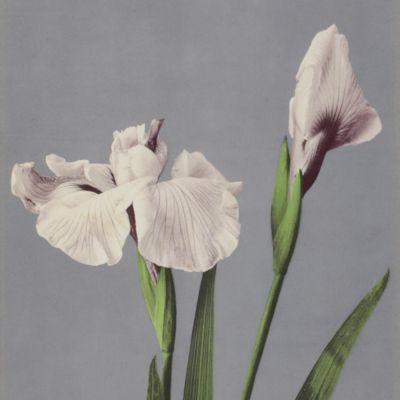Some Japanese Flowers.
