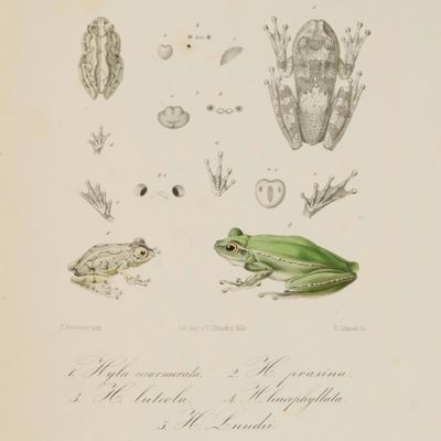 image for Erläuterungen zur Fauna Brasiliens, enthalted Abbildungen und ausführliche Beschreibungen neur oder ungenügend bekannter Thier-Arten. Mit XXXII Tafeln.