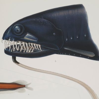 Wissenschaftliche Ergebnisse der Deutschen Tiefsee-Expedition auf dem Dampfer "Valdivia" 1898-1899. Die Tiefsee-Fische. I. Systematischer Teil. II. Anatomischer Teil. Text und Atlas. [Complete].