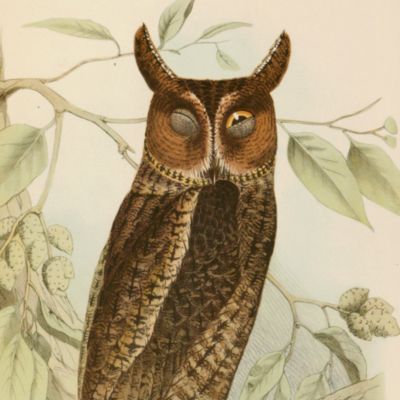 Fauna Japonica. Aves.