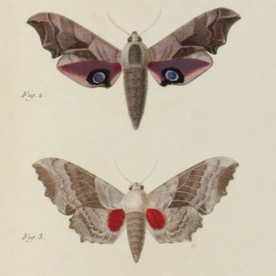 Histoire naturelle des lépidoptères ou papillons de France. [Volumes] I-XI (AND) suppléments. [Volumes] I-IV (AND) Iconographie des chenilles. [Volumes] I-II. [Complete].