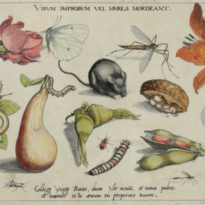 Archetypa studiaque patris Georgii Hoefnagelii Iacobus F. genio duce ab ipso scalpta, omnibus philomusis amica D: ac perbenique communicat. I. Chr. Weigel excudit. Plate 1.3.