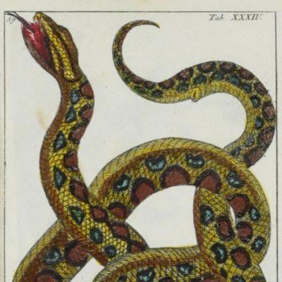 image for Unterhaltungen aus der Naturgeschichte. Amphibien. Neue Ausgabe.