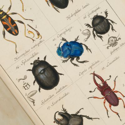 image for Catalog meiner Insecten-Sammlung, Erster Theil. Käfer. [All published].