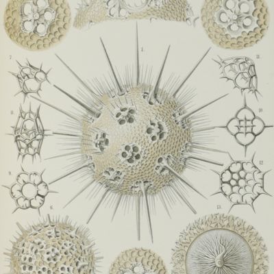 Report on the scientific results of the voyage of H.M.S. Challenger during the years 1873-76 under the command of captain George S. Nares, R.N., F.R.S. and the late captain Frank Tourle Thomson, R.N. prepared under the superintendence of the late Sir. C. Wyville Thomson, Knt., F.R.S., &c. and now of John Murray. Zoology. Vol. XVIII. Part XL. Report on the Radiolaria. By Professor Ernst Haeckel, M.D., Ph.D.