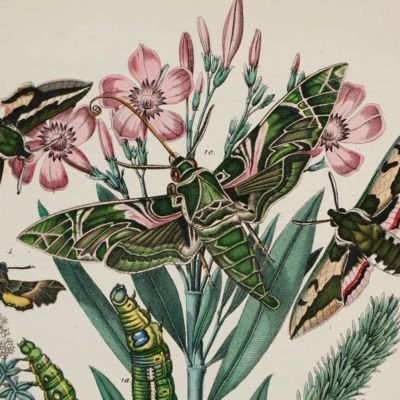 Le monde des papillons, promenade à travers champs avec une préface de George Sand, suivi de l'histoire naturelle des lépidoptères d'Europe par A. Depuiset.