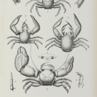 [Alert voyage] Report on the zoological collections, made in the Indo-Pacific Ocean during the voyage of the HMS Alert 1881-1882. [AND] Account on the zoological collections made during the Survey of the HMS Alert in the straits of Magellan and the Coasts of Patagonia.