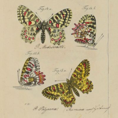 Schmetterlings-Cabinet für Kinder, oder kurze Beschreibung der europäischen Schmetterlinge. Nebst einer Anweisung solche zu fangen, aufzubewahren und aus Raupen zu ziehen. Atlas.