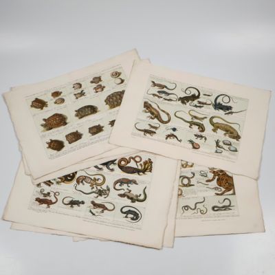 image for Tabulae regni animalis, omnes VI classes animalium comprehendentes. Tabula Regni animalis. Tabula V classis IV Amphibia Reptilia.